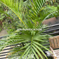 Areca Palm