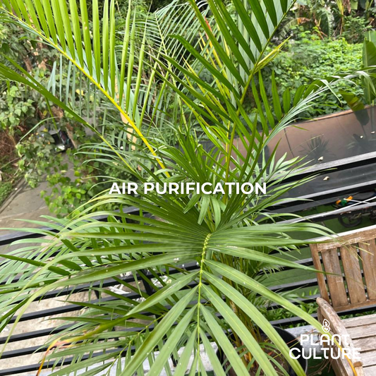 Areca Palm