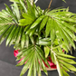 Plant Culture Dwarf Palmera – Tropical Christmas Gift Plant