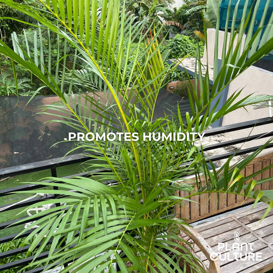 Areca Palm