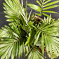 Plant Culture Dwarf Palmera – Tropical Christmas Gift Plant