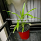 Pandan Plant