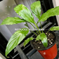 Peace Lily (S)