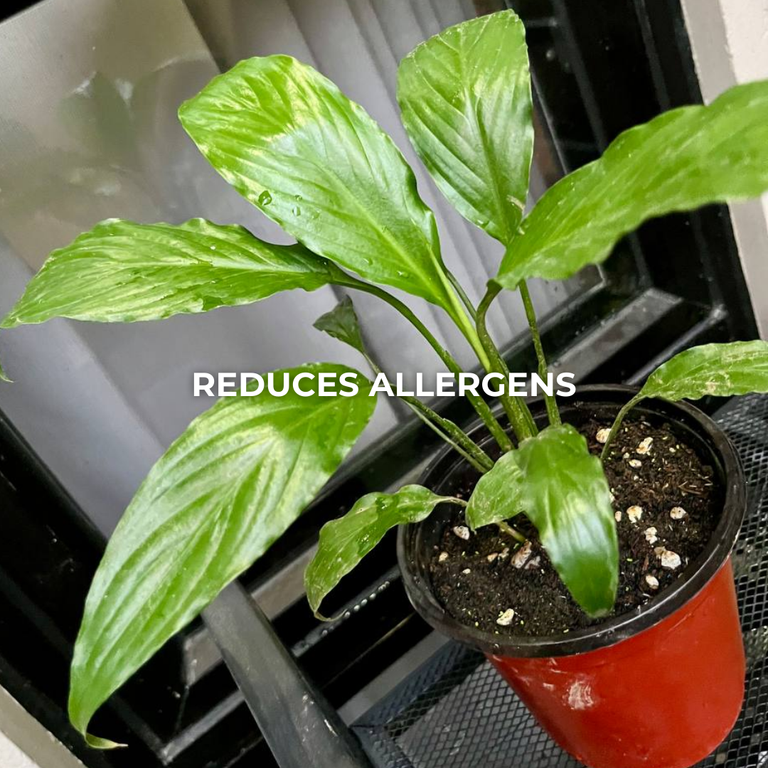 Peace Lily (S)