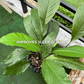 Peace Lily (L)