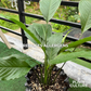 Peace Lily (L)