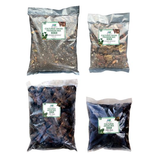 Cultured Aroid Mix by Plant Culture PH