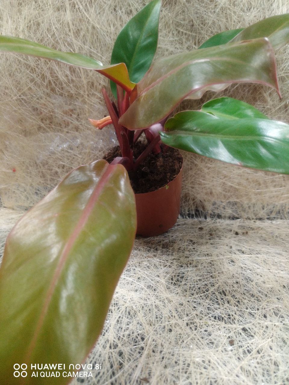 Philodendron Red Sun