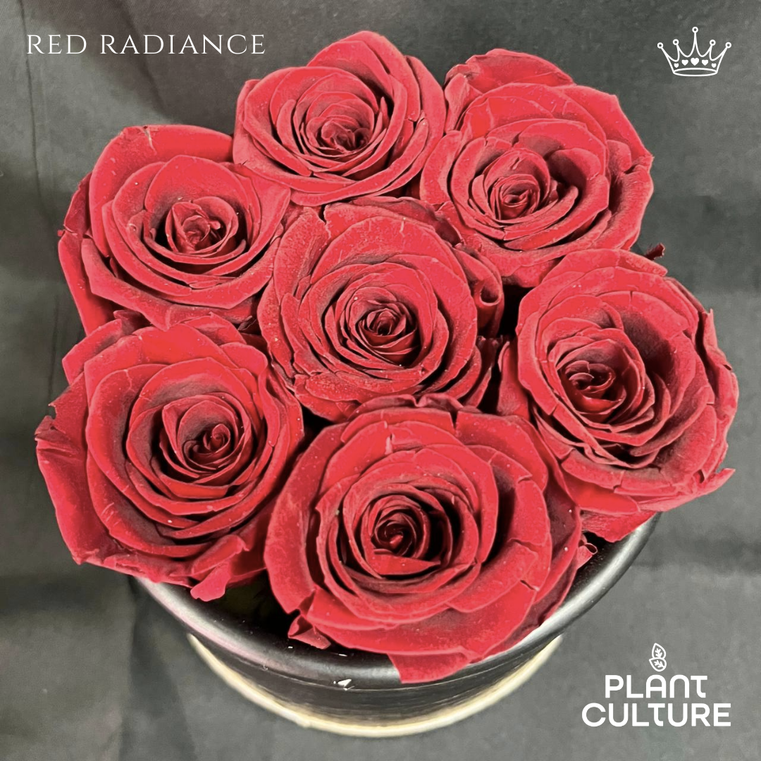 Red Radiance Preserved Dried Flower Arrangement