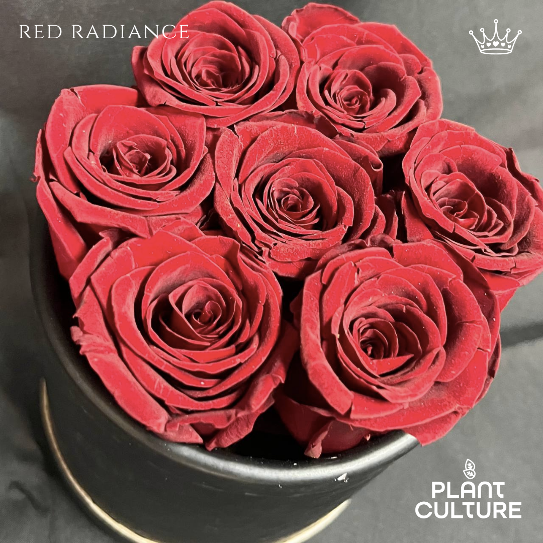 Red Radiance Preserved Dried Flower Arrangement