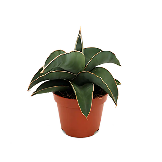 Sansevieria Robusta Blue 6cm