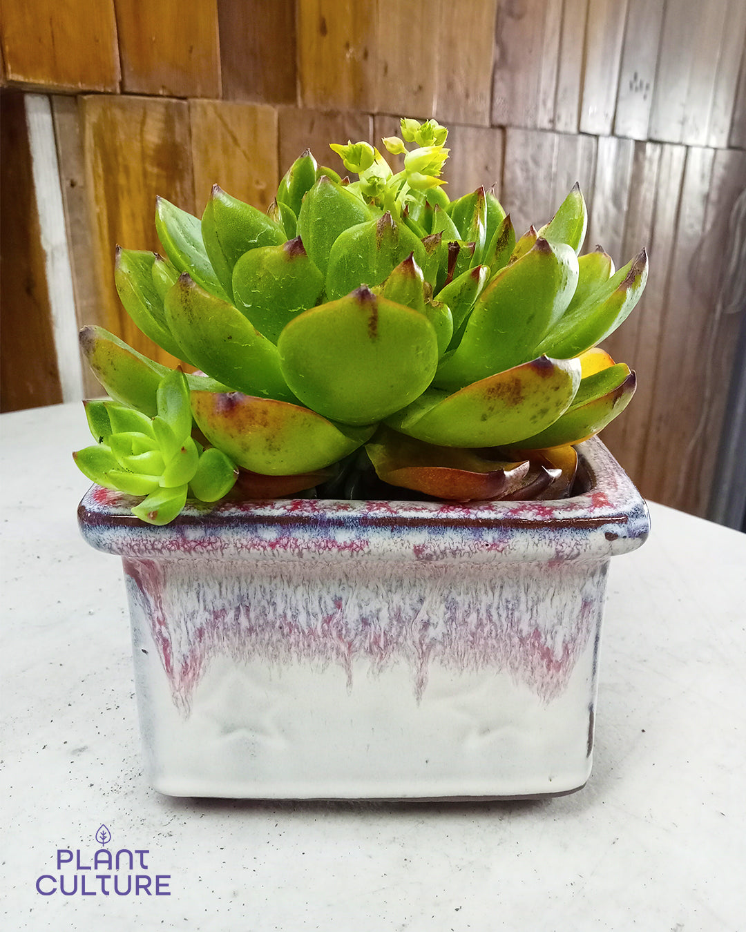 Square Planters Pots