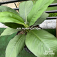 Philodendron Sensation