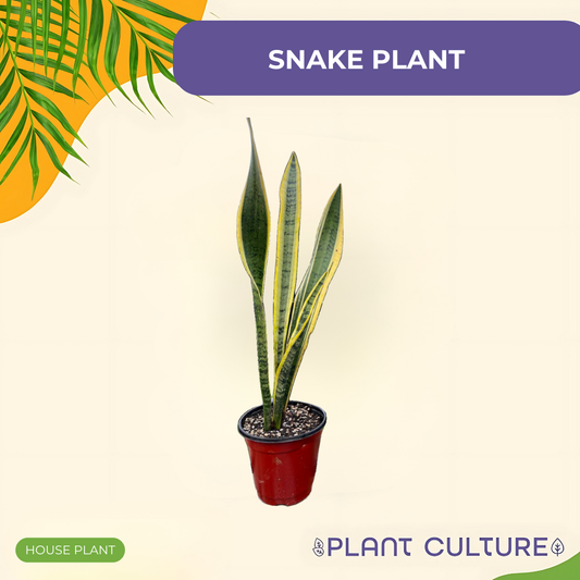 Snake Plant Laurentii