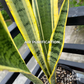 Snake Plant Laurentii
