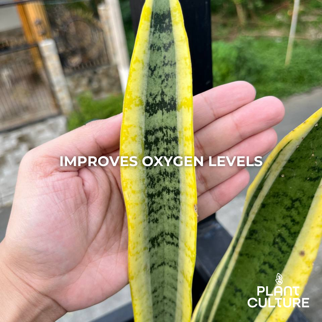 Snake Plant Laurentii