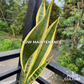 Snake Plant Laurentii