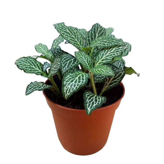 Nerve Plant (Fittonia) 8cm