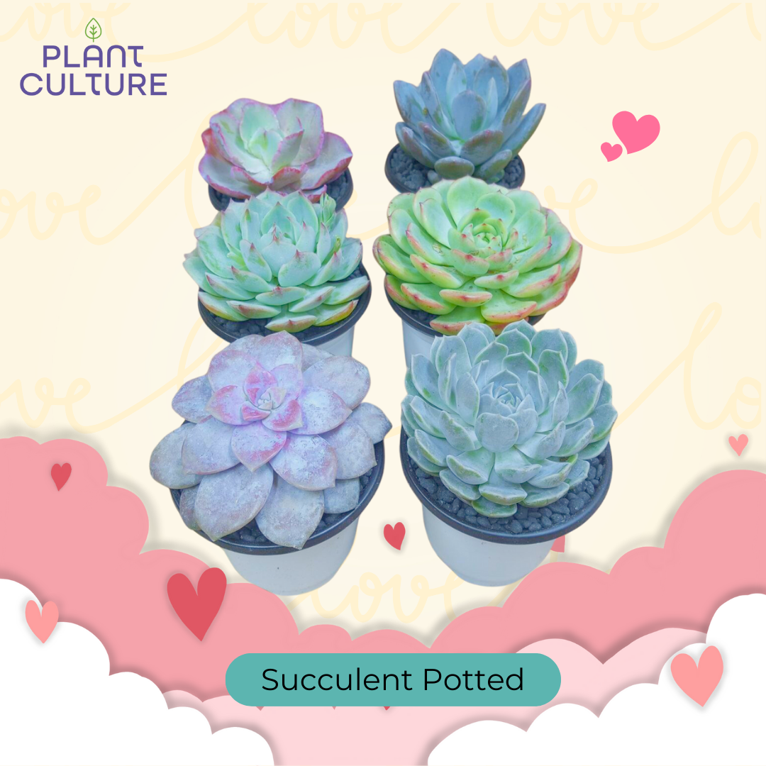 Succulents Potted For Your Loved Ones