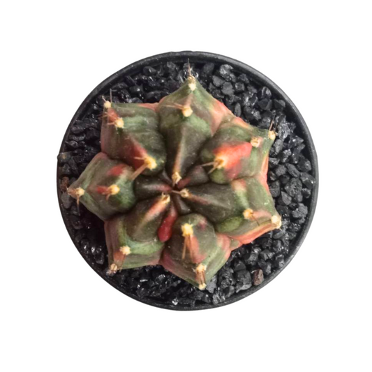 Gymnocalycium - Tora