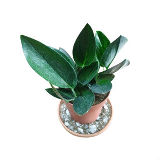 High-End Living Room Decor | Variegated & Statement Greenery