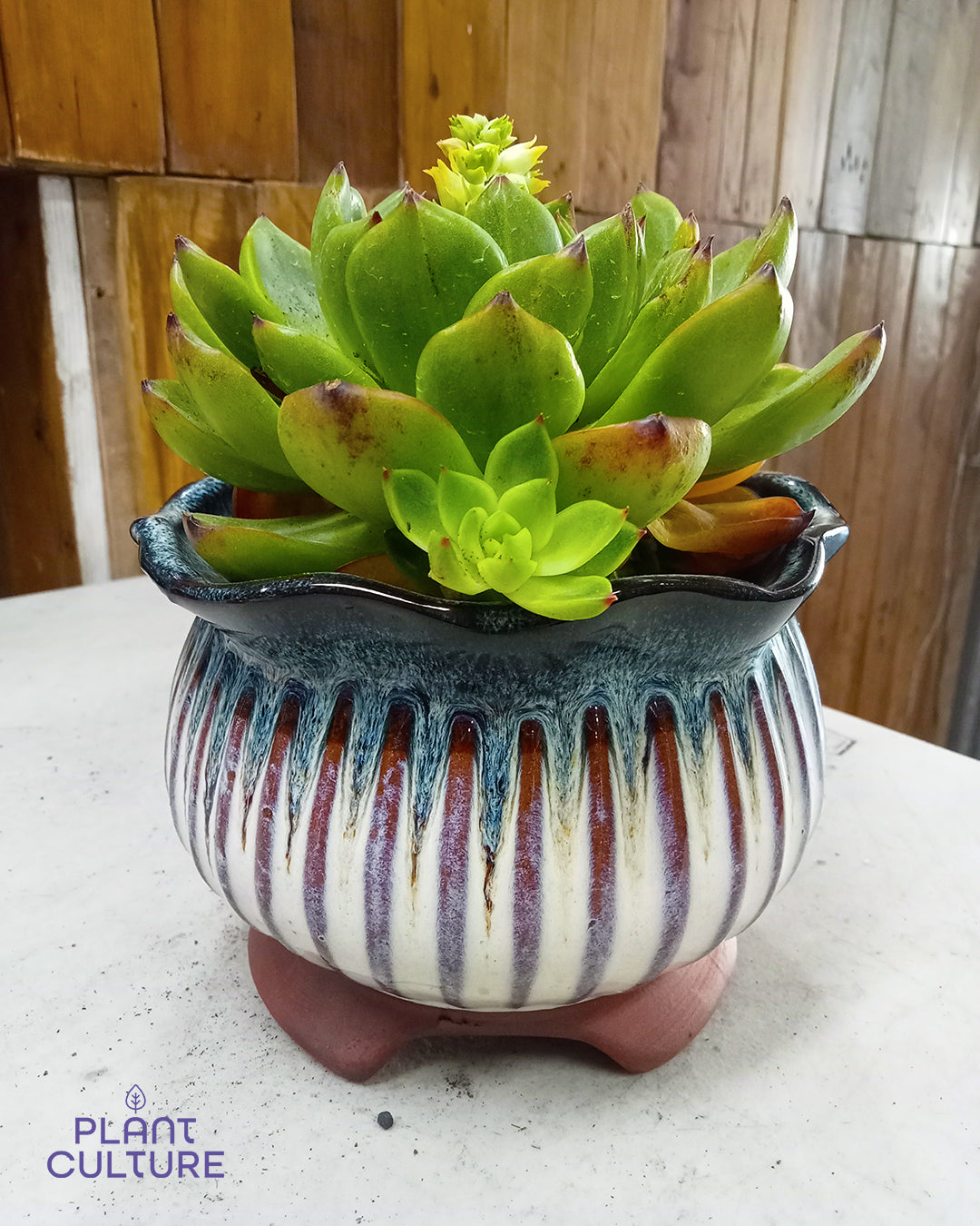 Vintage Style Pots