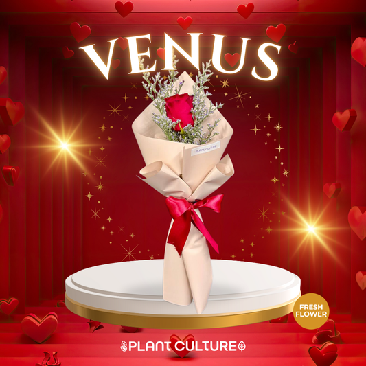 Venus Fresh Red Rose Imported Flower Bouquet 1pc