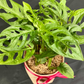 Plant Culture Monstera Adansonii 12cm – Swiss Cheese Christmas Gift Plant