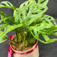 Plant Culture Monstera Adansonii 12cm – Swiss Cheese Christmas Gift Plant