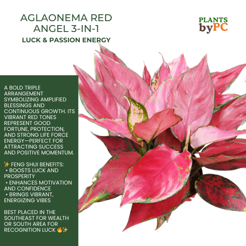 Aglaonema Red Angel 3-in-1