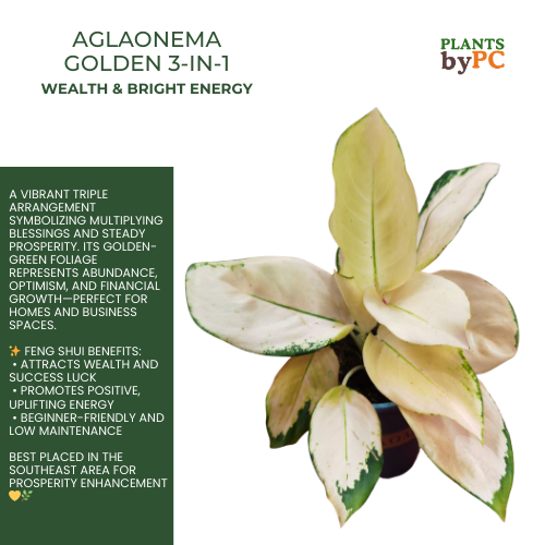Aglaonema Golden 3-in-1