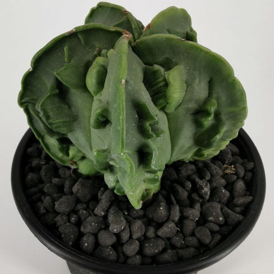 Astrophytum Myriostigma Fukuryo