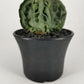 Astrophytum Myriostigma Fukuryo