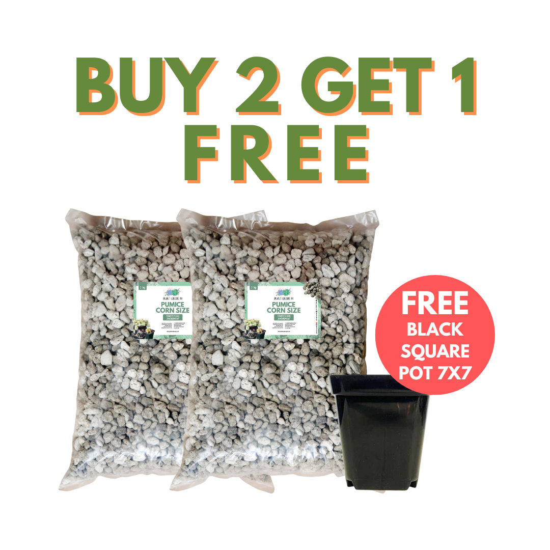 Buy 2 Any Pumice 5kg Get 1 Square 7x7 Plastic Pot Black Free