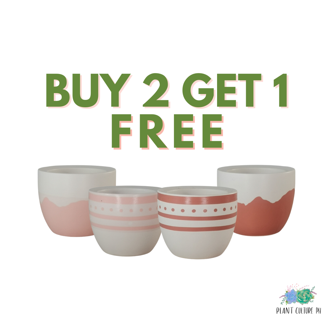 Buy 2 Small Ceramic Pot Get 1 Free