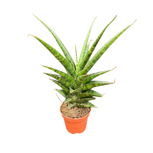 Sanseveria B3