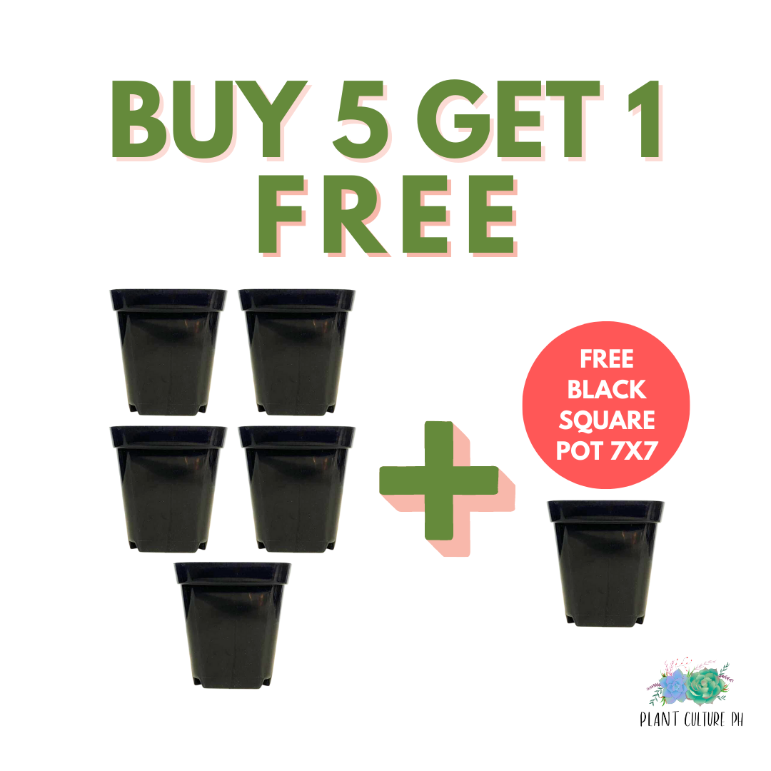 Buy 5 Black Square Planter | Plastic Pots Get 1 Free