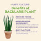 Plant Starter Pack Bundle House Plants II  Squeeze Bottle, Osmocote , Terracotta Pots