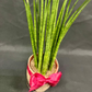 Plant Culture Sansevieria Bacularis 6cm – Air-Purifying Christmas Gift