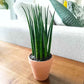 Sansevieria Bacularis