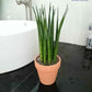 Sansevieria Bacularis