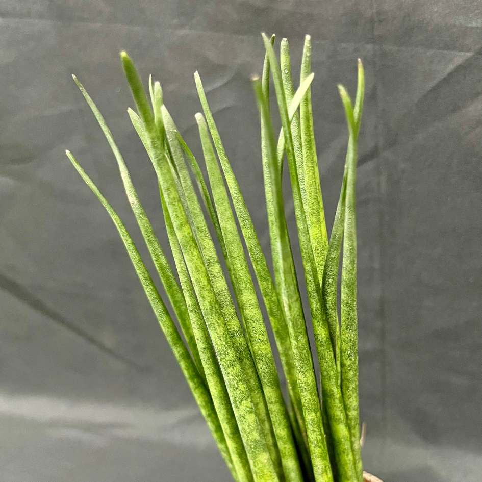 Plant Culture Sansevieria Bacularis 6cm – Air-Purifying Christmas Gift