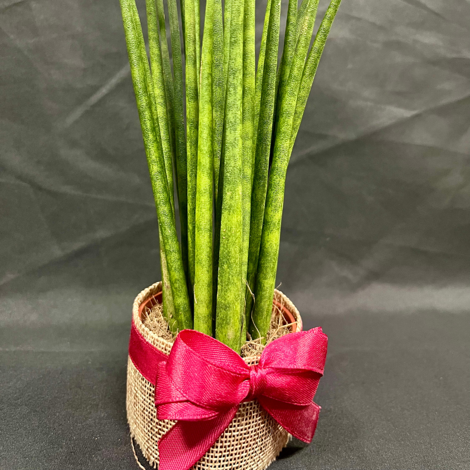 Plant Culture Sansevieria Bacularis 6cm – Air-Purifying Christmas Gift