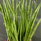 Plant Culture Sansevieria Bacularis 9cm – Minimalist Christmas Gift Plant