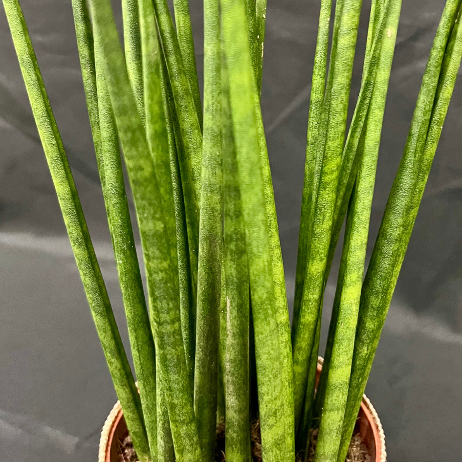 Plant Culture Sansevieria Bacularis 9cm – Minimalist Christmas Gift Plant