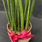 Plant Culture Sansevieria Bacularis 9cm – Minimalist Christmas Gift Plant