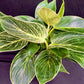 Philodendron Birkin – 3-in-1 Bundle