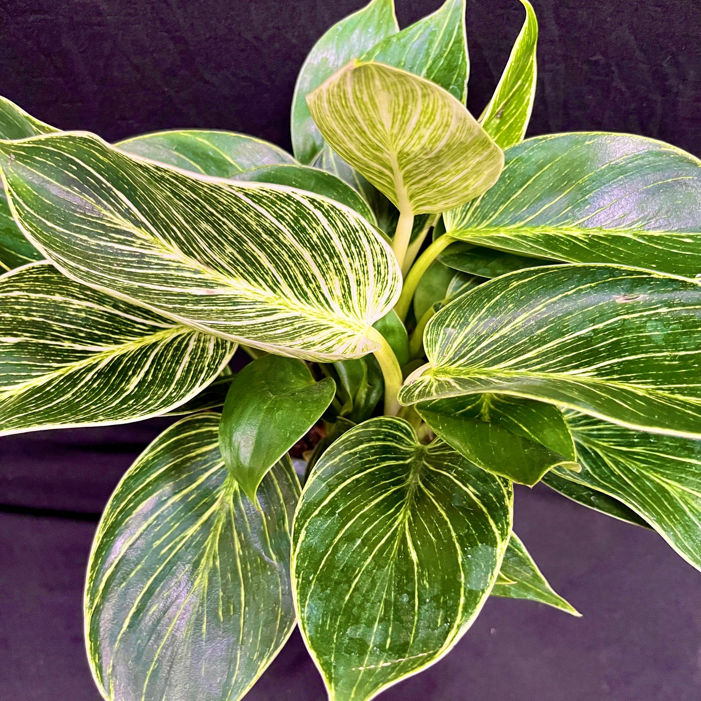 Philodendron Birkin – 3-in-1 Bundle