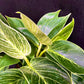Philodendron Birkin – 3-in-1 Bundle