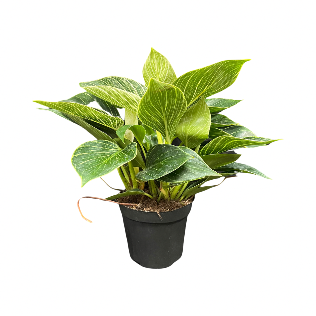 High-End Living Room Decor | Variegated & Statement Greenery
